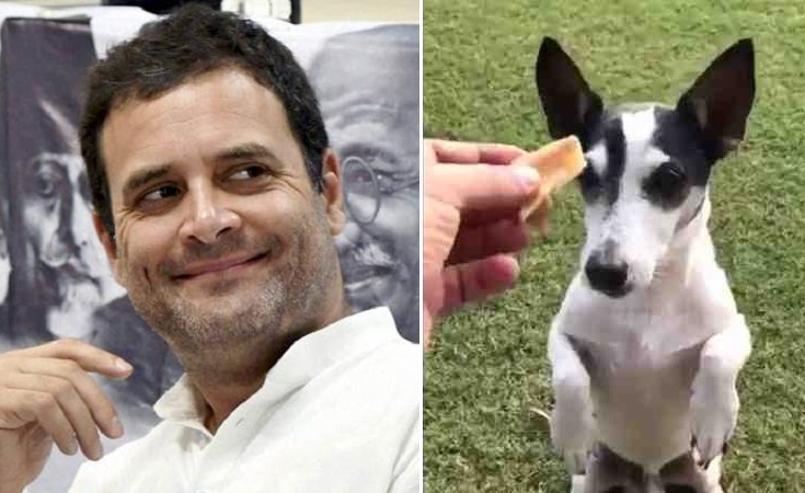 After Rahuls elevation only his pet dog Pidhi will matter: BJP
