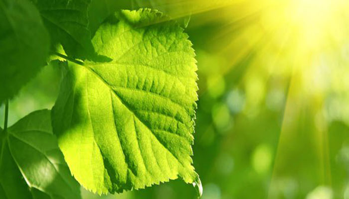First photosynthesis took place 1.25 billion years ago: Study
