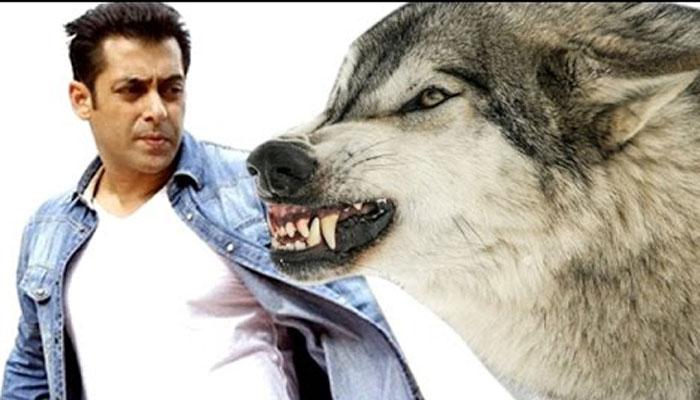 Salman Khan battles wolves in Tiger Zinda Hai