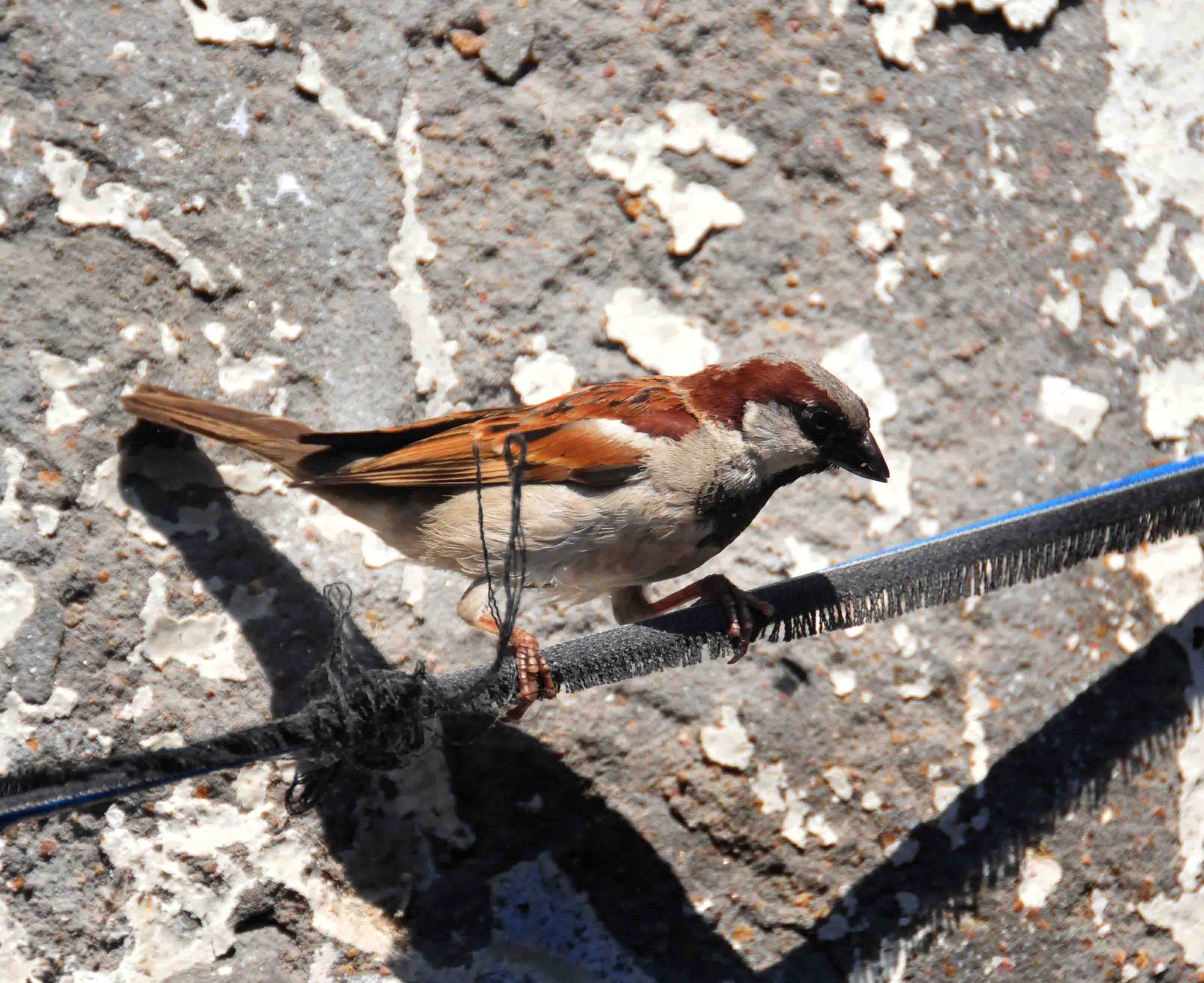 World Sparrow Day: No one can tell stories, that you do