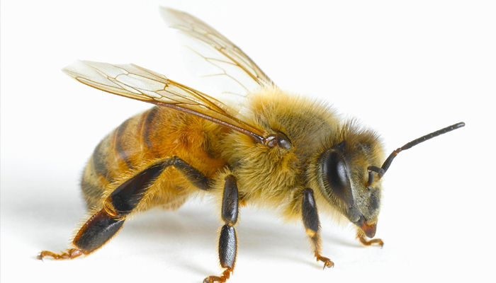 Honeybees understand abstract concept of zero: Study