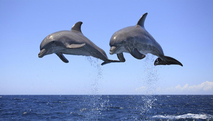 Dolphin population declines in Indias only dolphin sanctuary
