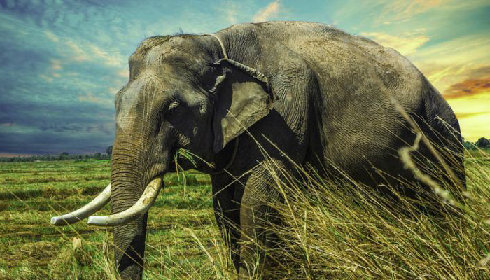 An Asian elephant, Babu, struggles to eat in China