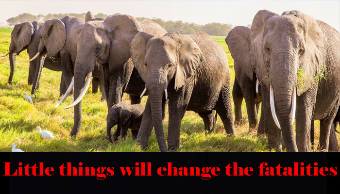 Richa Chadda Face of Save Elephant Campaign