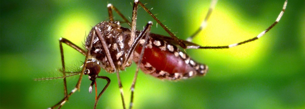 29 cases of Zika virus in Jaipur, confirms government