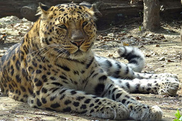 Leopard captured from village in Mahas Aurangabad dies