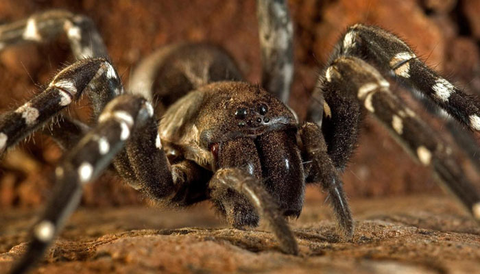 These deadly spiders venom is potent to kill human beings | Check