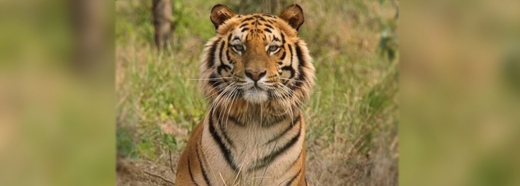 Maharashtra: Man-eater tigress Avni shot dead