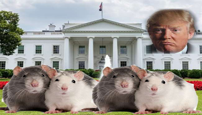 Rats are everywhere in D.C. Even on the White House lawn