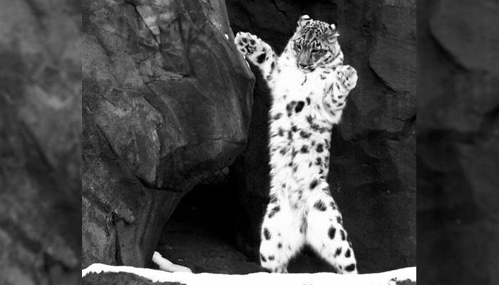 Watch the funny Snow Leopard dancing on camera!!!