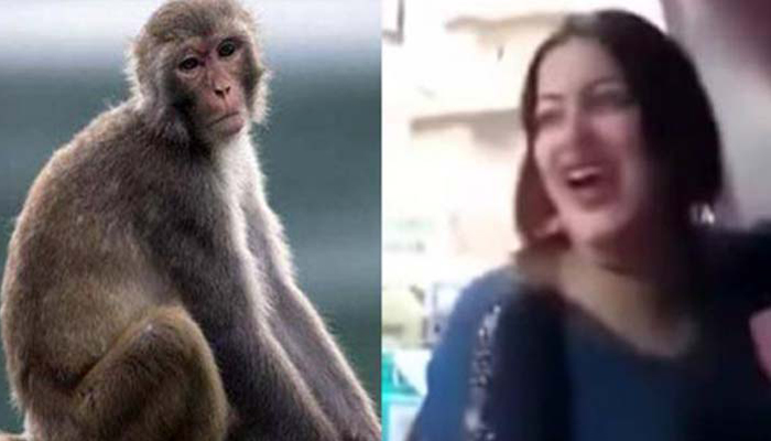 Egypt: Woman jailed for three years for harassing monkey